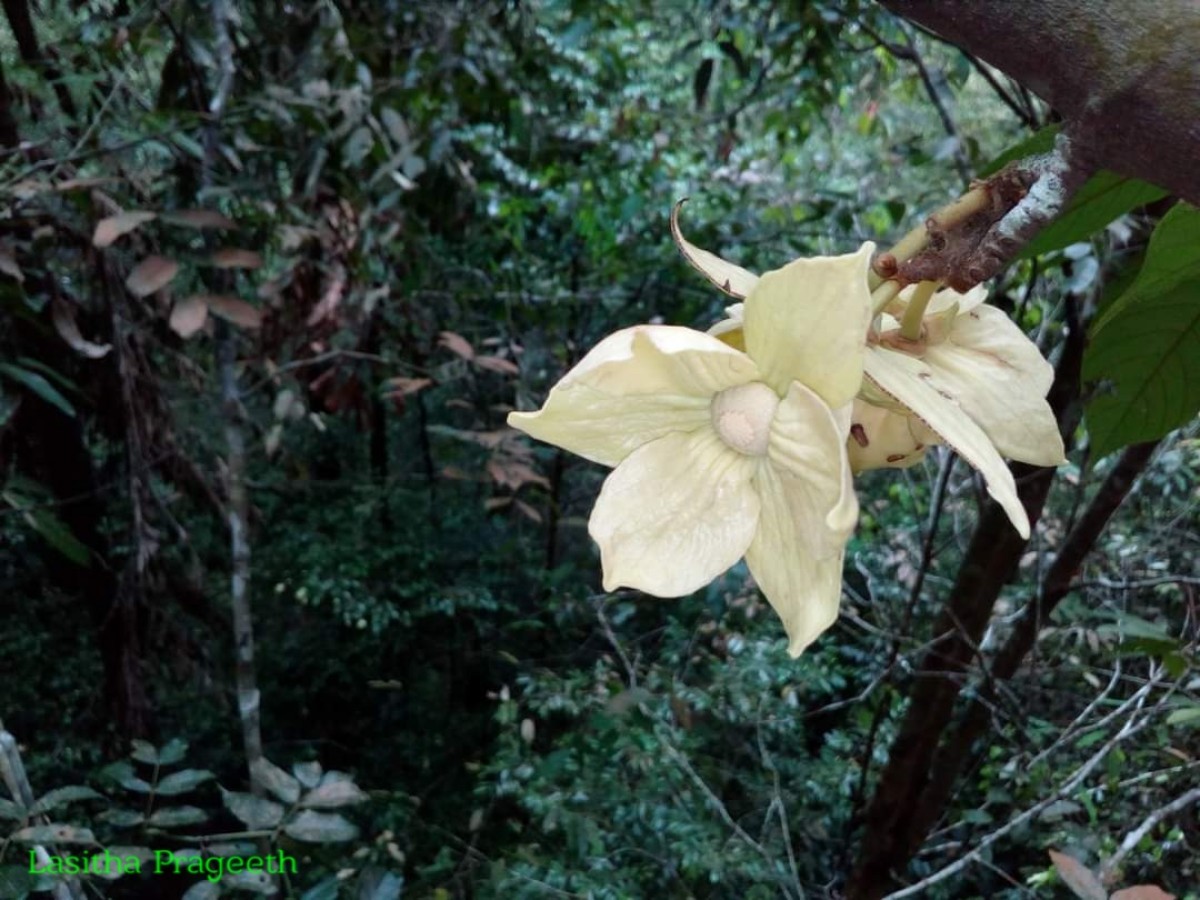 Monoon acuminatum (Thwaites) B.Xue & R.M.K.Saunders